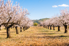 Mandorlificio Sicilia